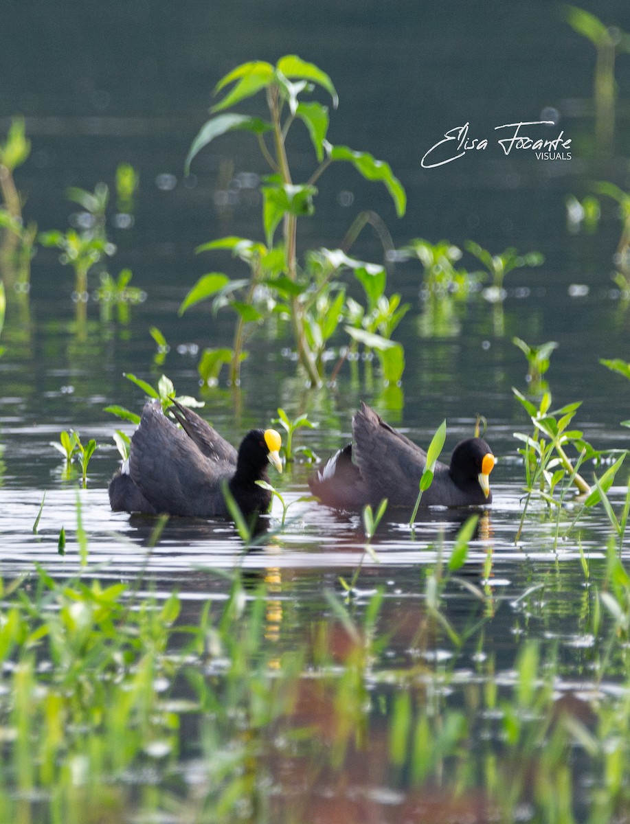 White-winged Coot - Elisa  Focante