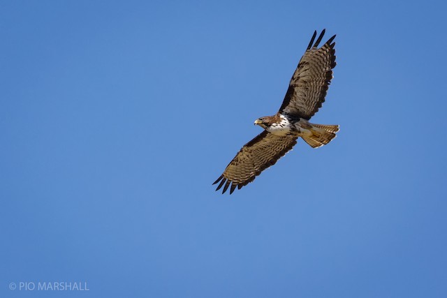 Possible confusion species: Rufous-tailed Hawk (<em class="SciName notranslate">Buteo ventralis</em>). - Rufous-tailed Hawk - 