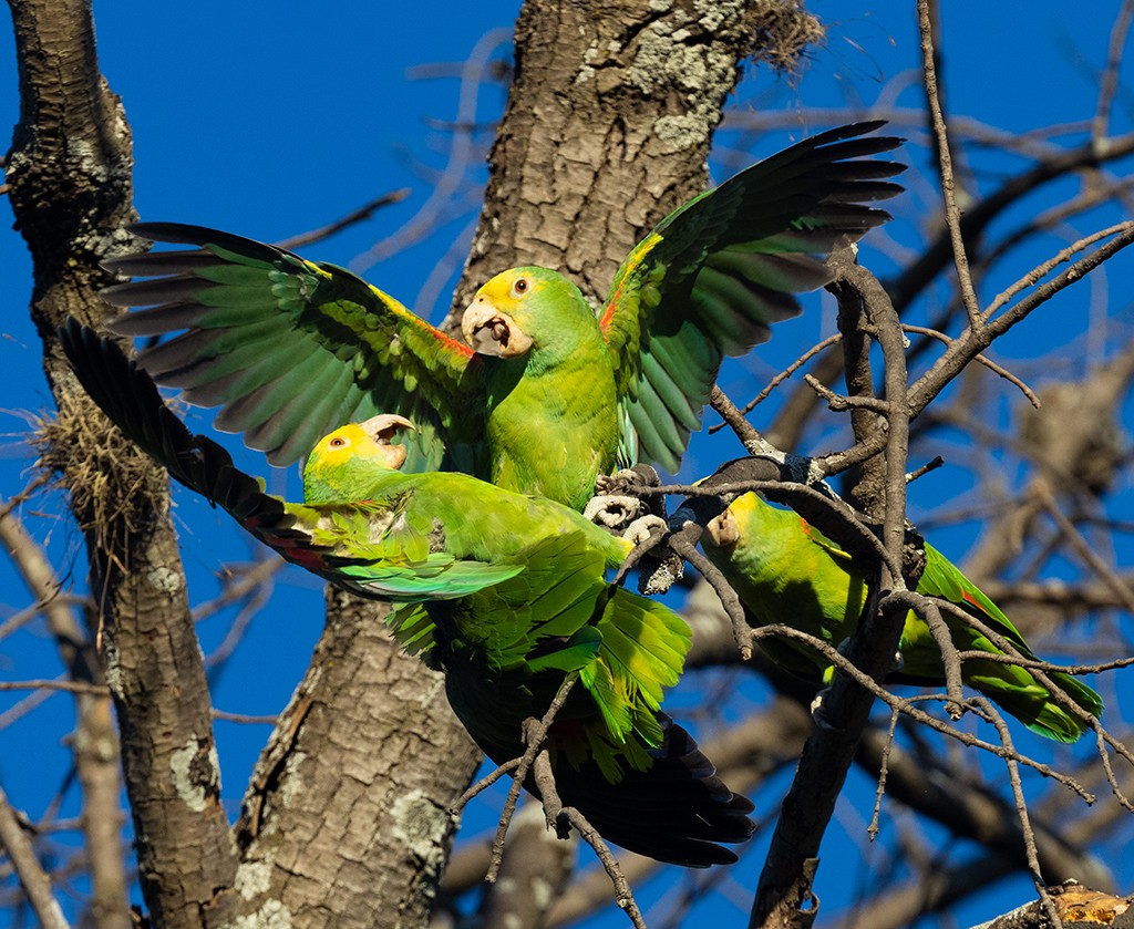 Yellow-headed Parrot - ML417257661