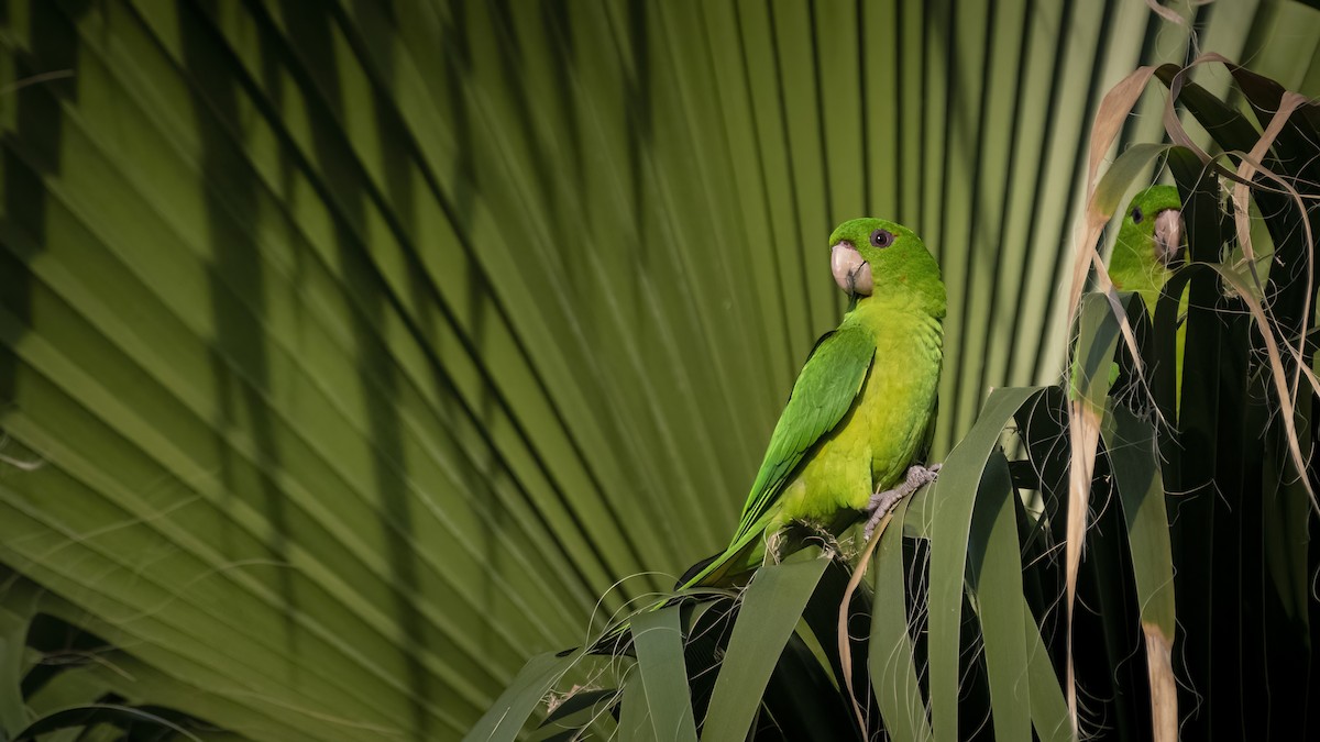Green Parakeet - Bryan Calk