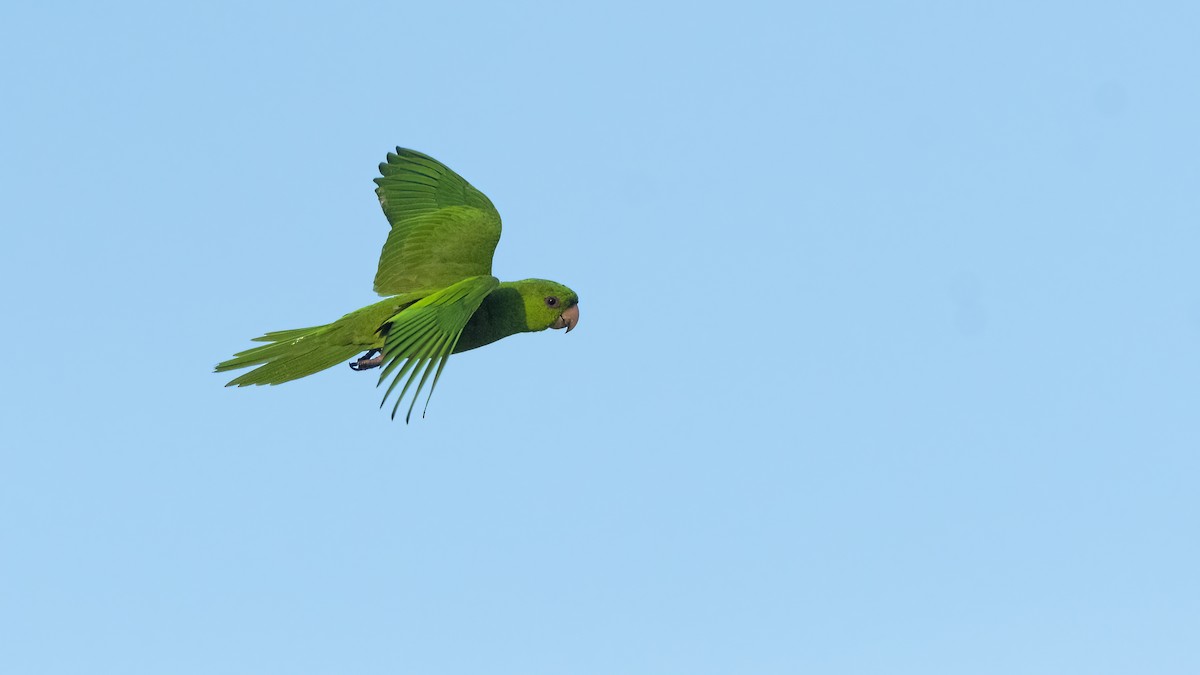 Green Parakeet - ML417260031