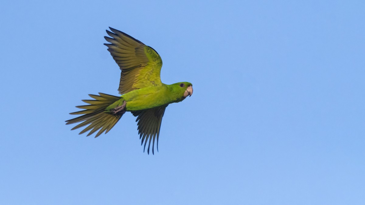 Green Parakeet - ML417260181
