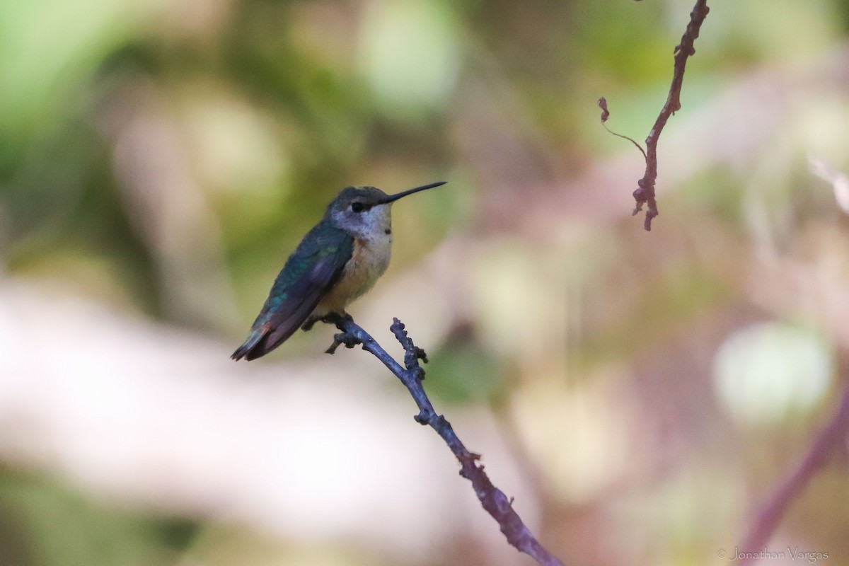 Broad-tailed Hummingbird - Jonathan Vargas