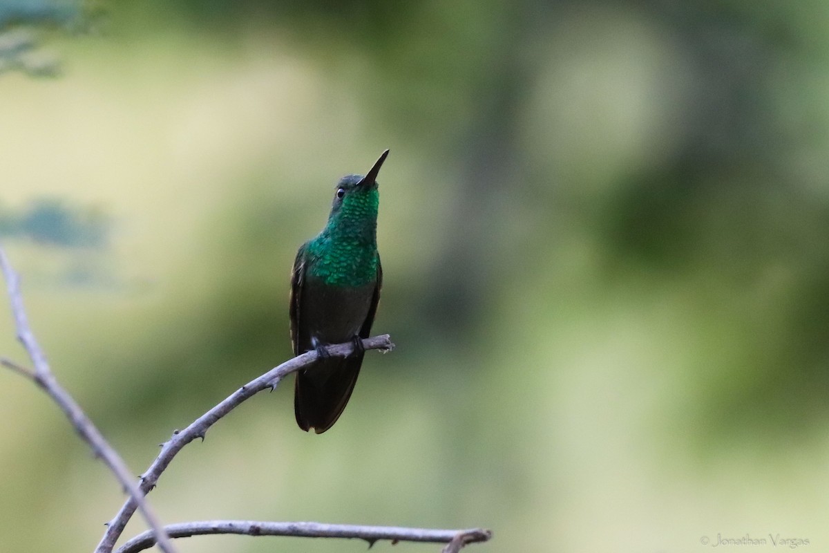 kolibřík mexický - ML417263191