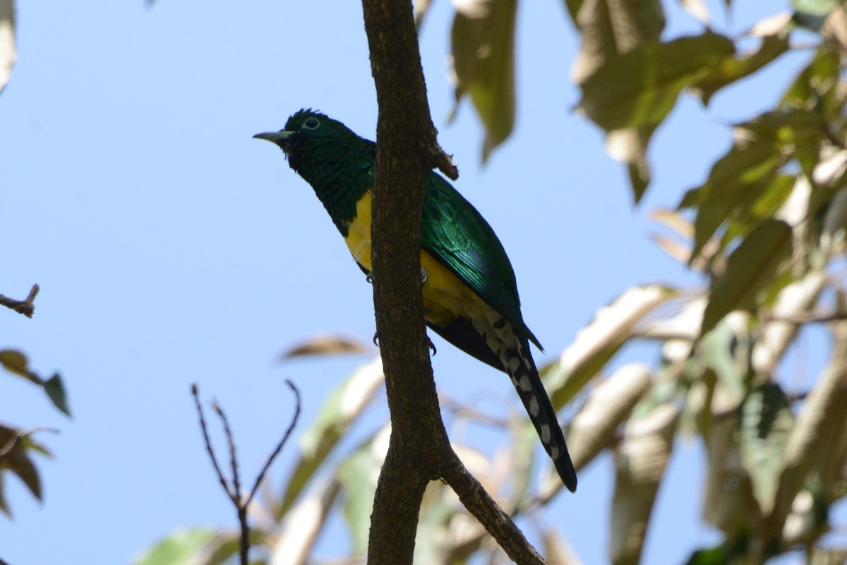 African Emerald Cuckoo - Bertina K