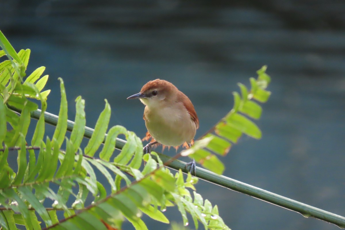 Yellow-chinned Spinetail - ML417268401