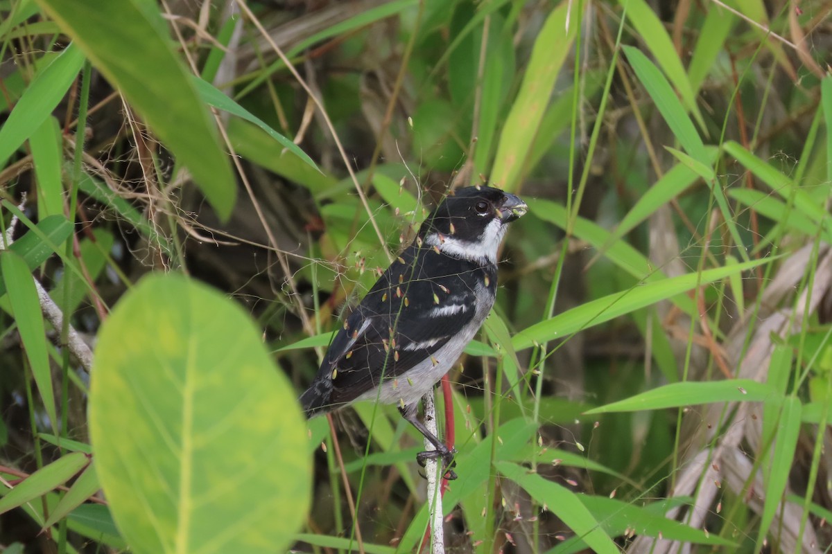 Wing-barred Seedeater - ML417268561