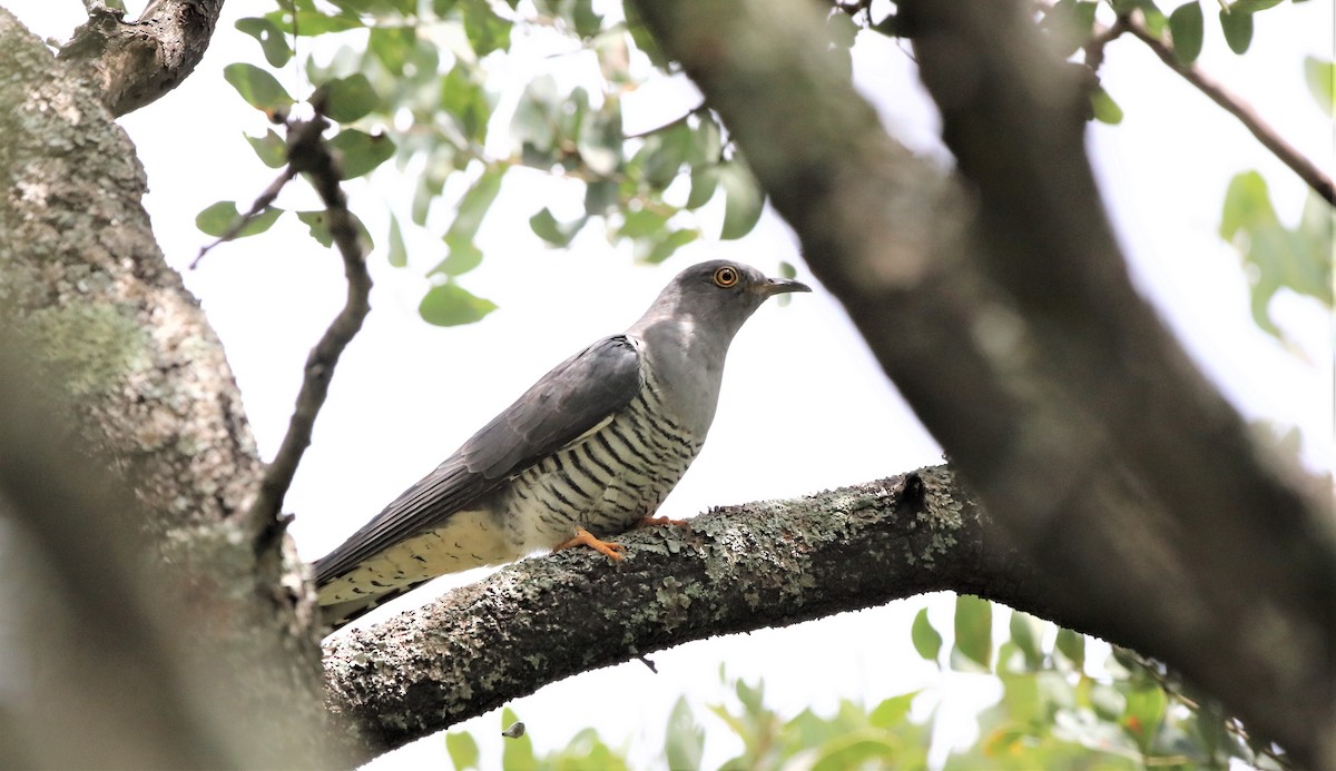 Common Cuckoo - Soeren Andersen