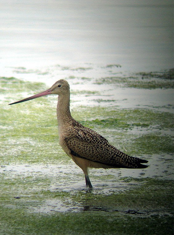 Marbled Godwit - Mike Fahay