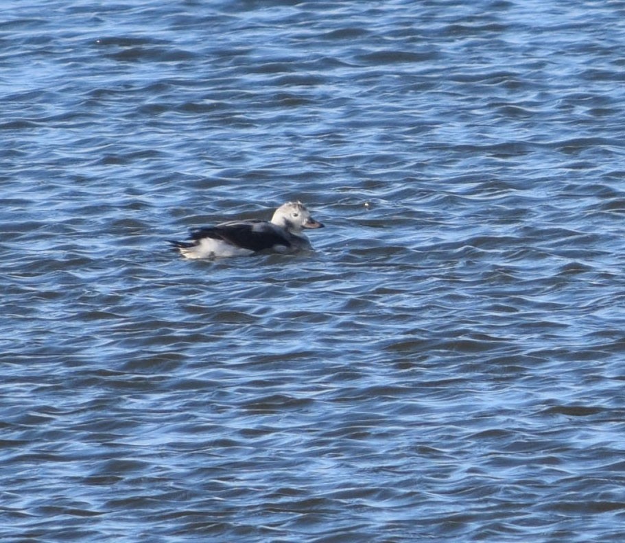 Long-tailed Duck - ML41727481