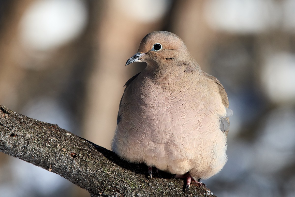 Mourning Dove - Charlie Shields