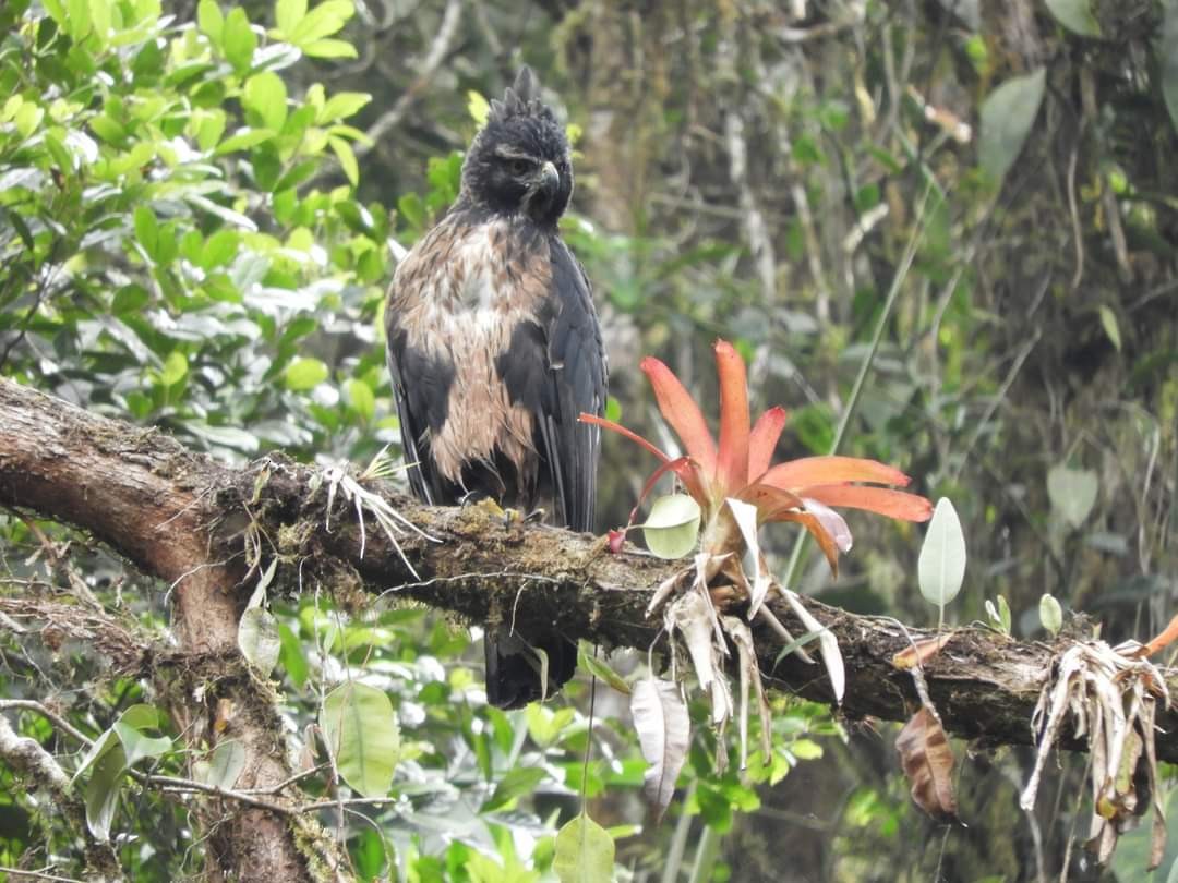 Black-and-chestnut Eagle - Kenyi Paolo Pérez Acevedo