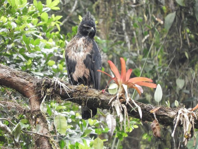 Second Basic Black-and-chestnut Eagle - Black-and-chestnut Eagle - 