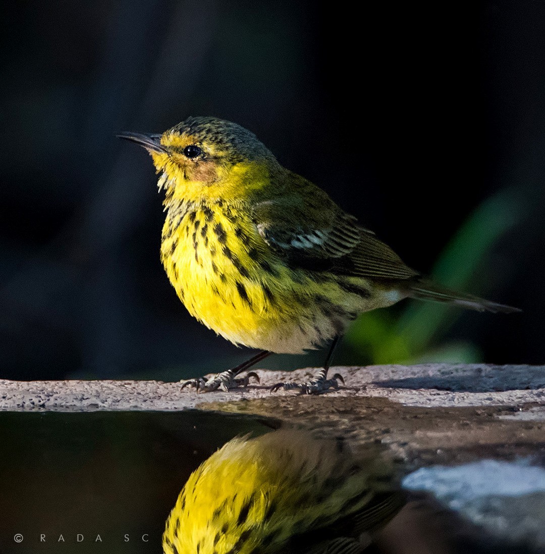 Cape May Warbler - ML417289451