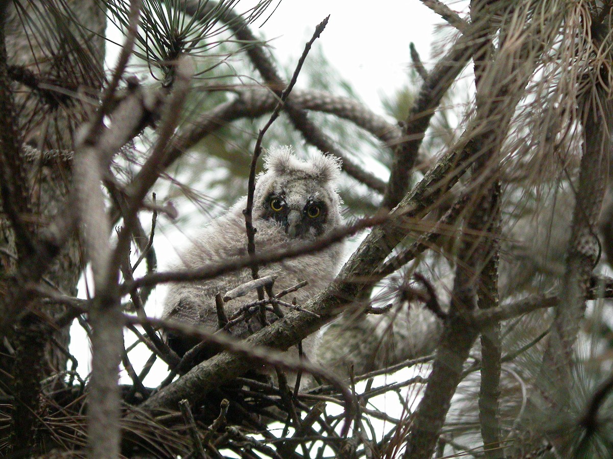 Long-eared Owl - ML417299221