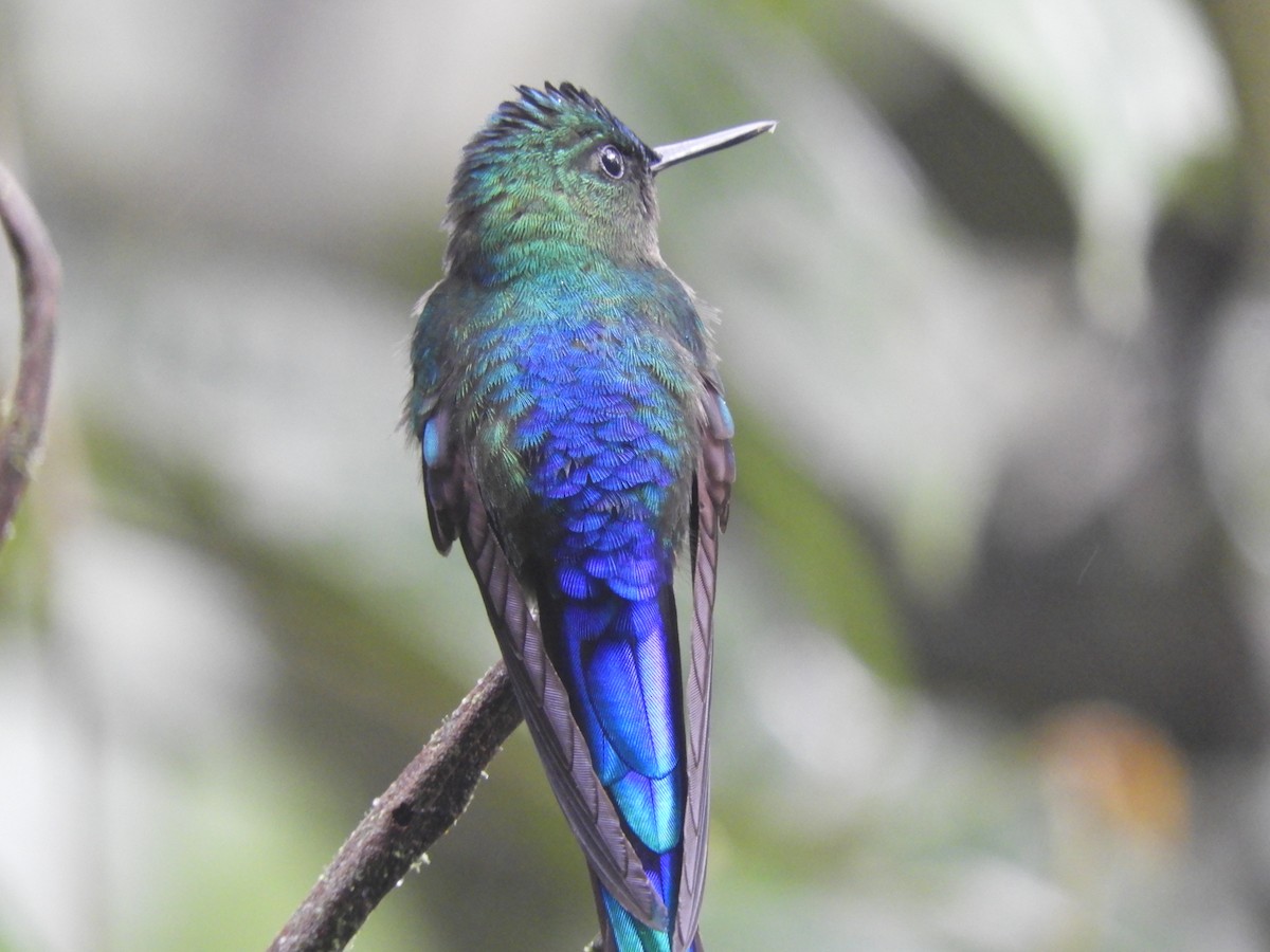 Violet-tailed Sylph - ML417304051