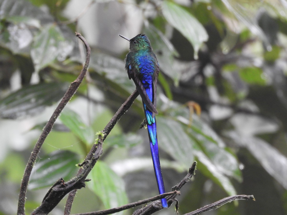 Violet-tailed Sylph - ML417304281