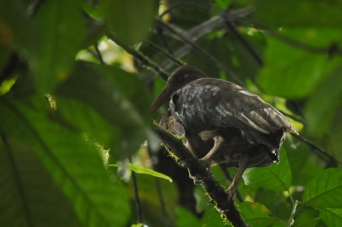 Ibis de Santo Tomé - ML417307281