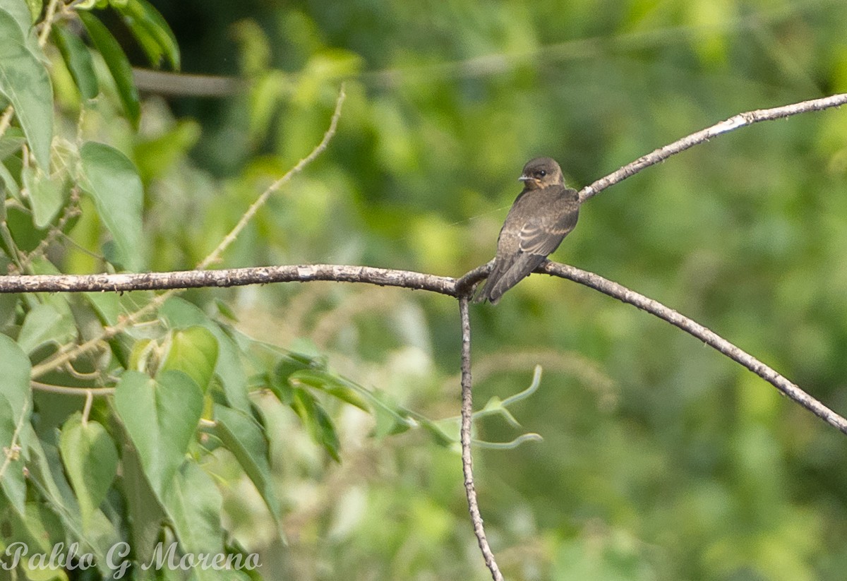 Southern Rough-winged Swallow - ML417311261