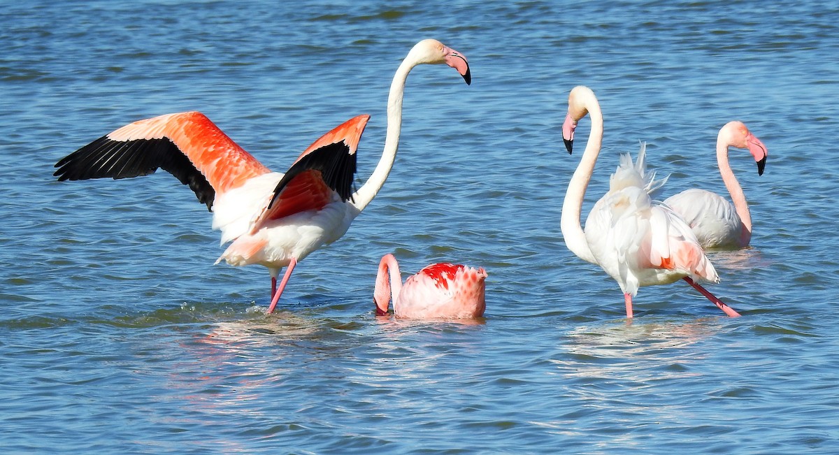 Lesser Flamingo - ML417312831