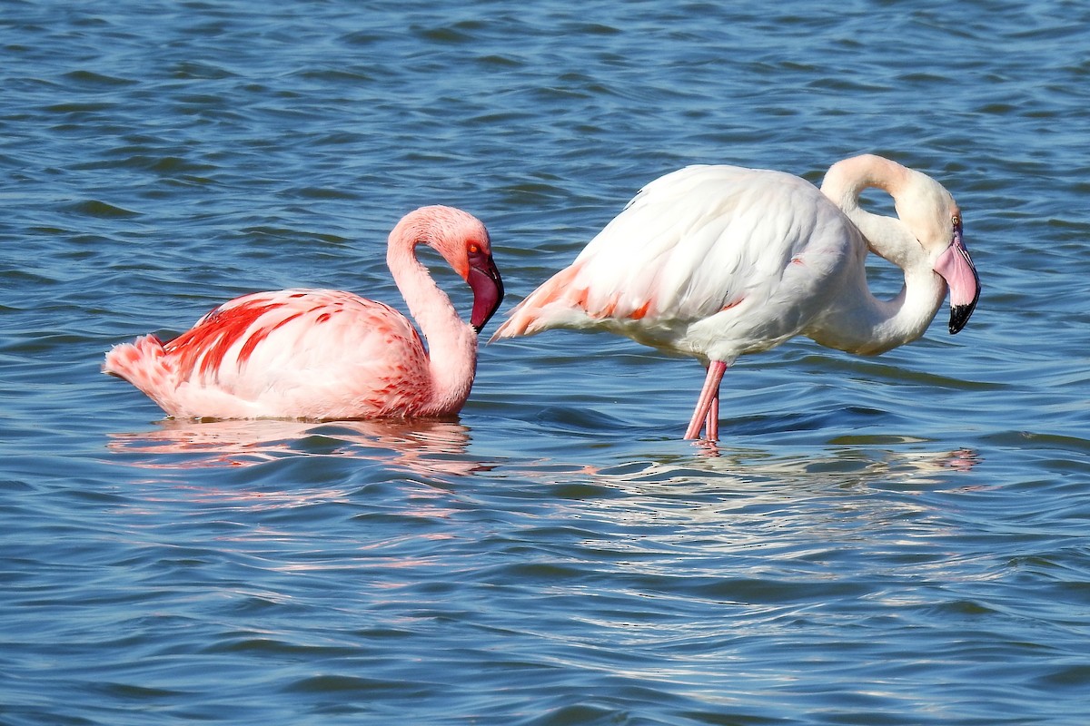 Lesser Flamingo - ML417312851
