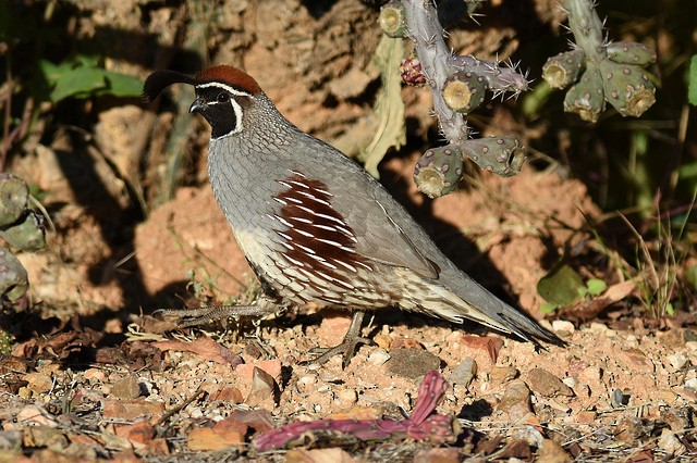 Gambel's Quail - Mike Charest