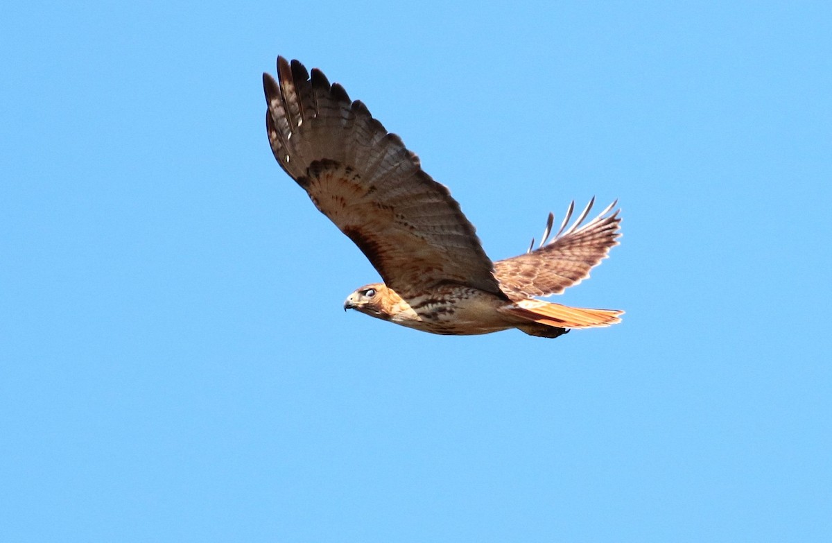 Red-tailed Hawk - ML417337511