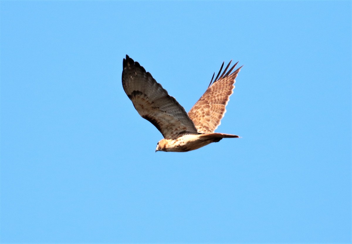 Red-tailed Hawk - ML417337531