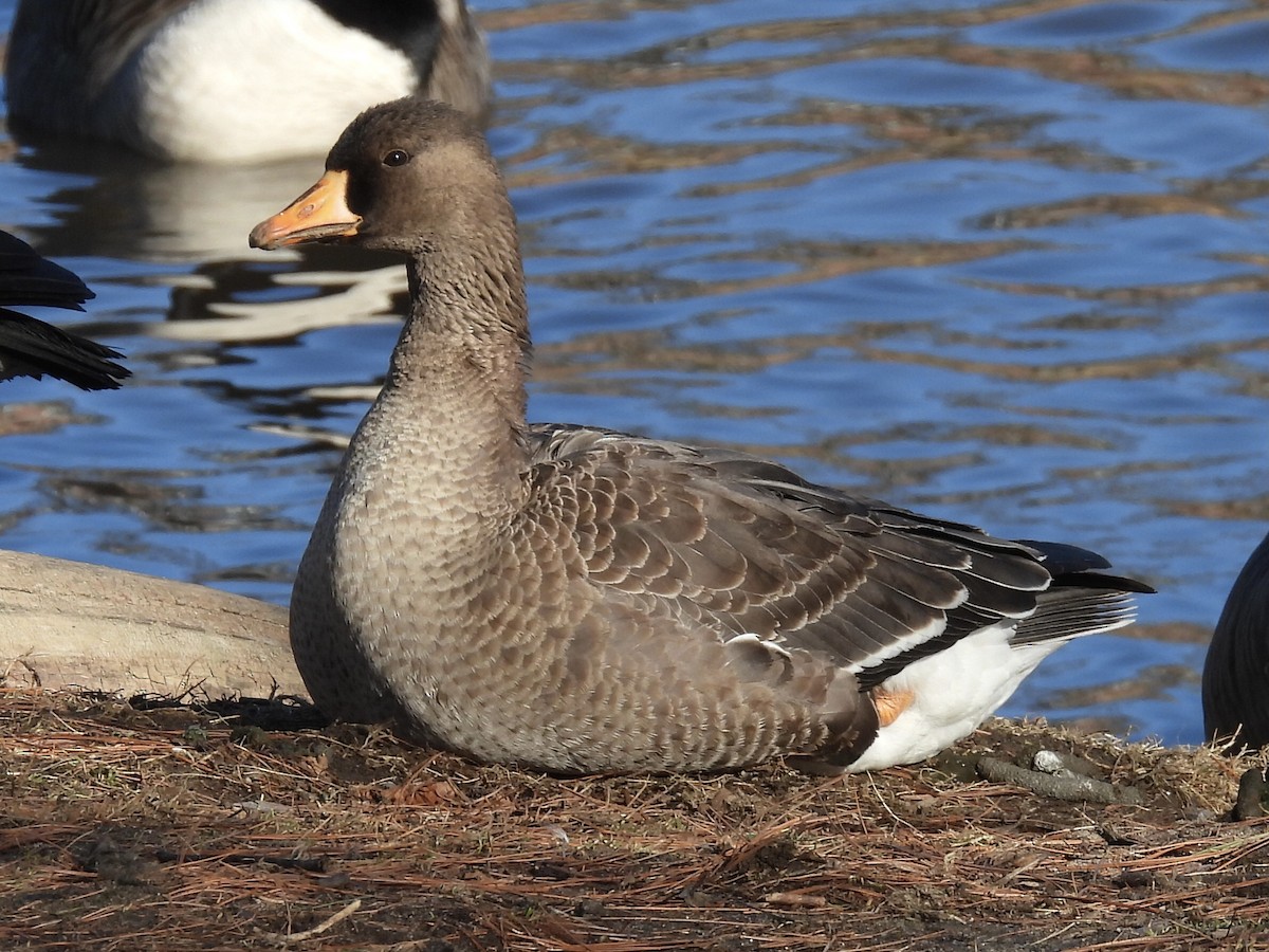 Greater White-fronted Goose - ML417347961