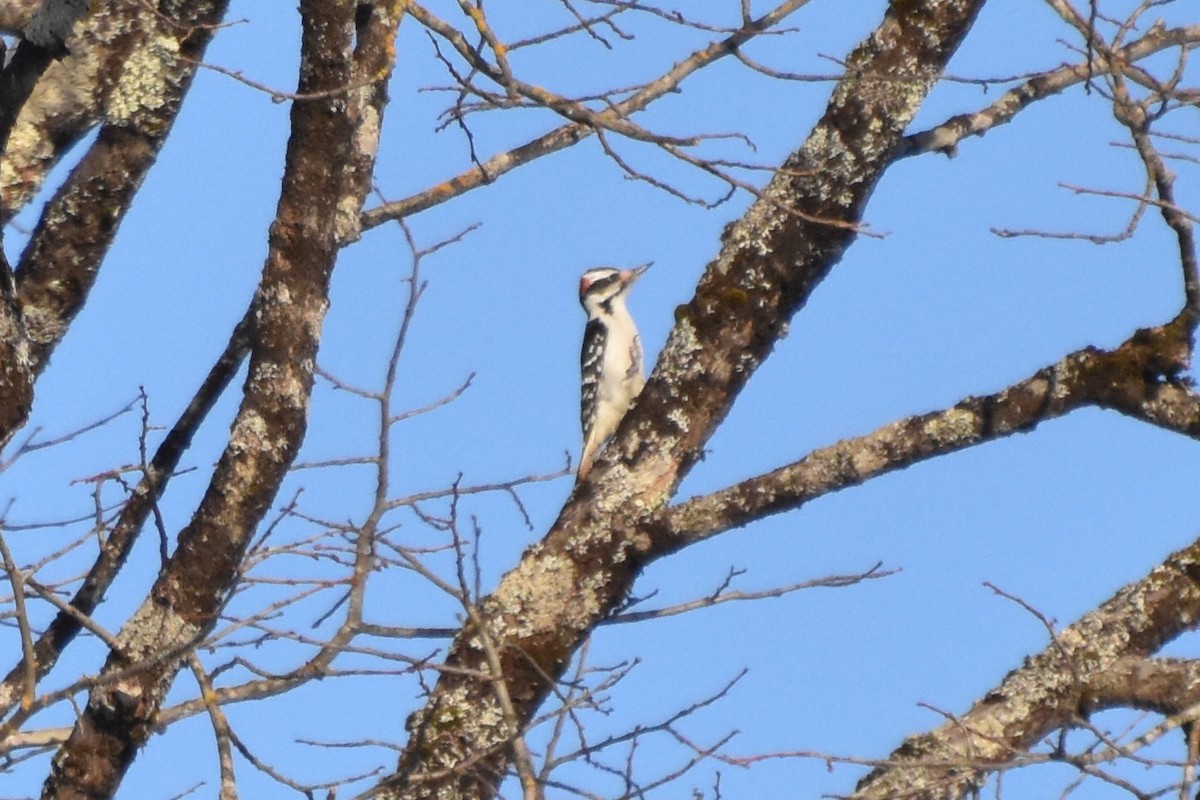 Hairy Woodpecker - ML417348991