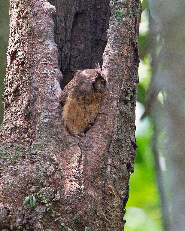 Tawny-bellied Screech-Owl (Austral) - ML417350051