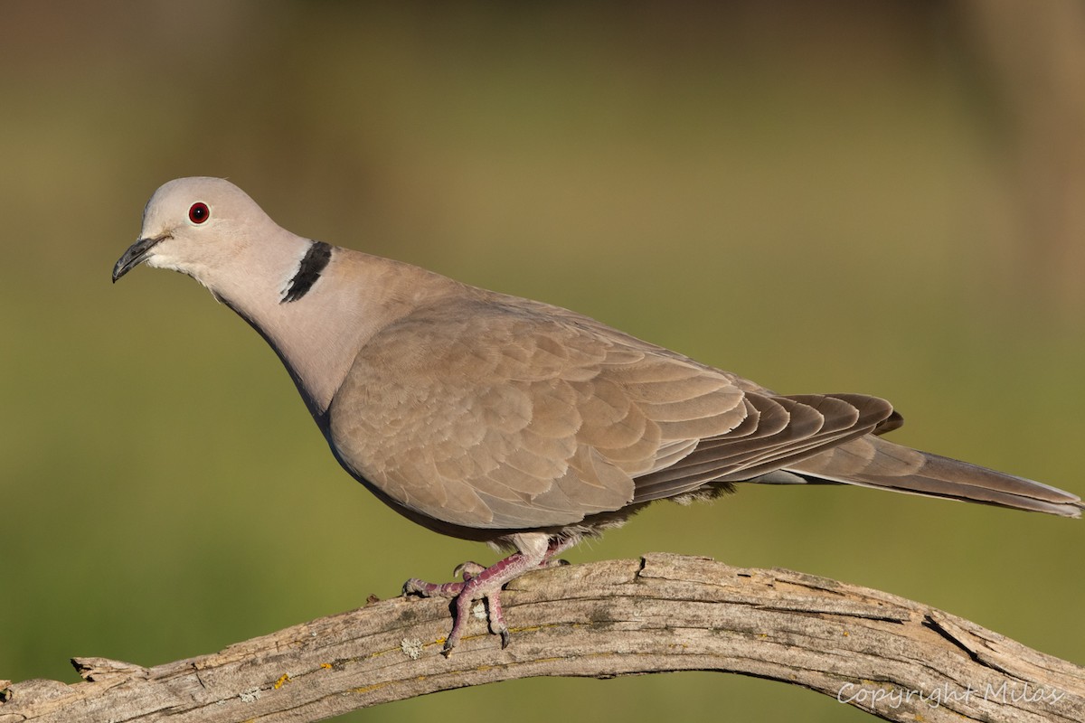 Eurasian Collared-Dove - Milas Santos