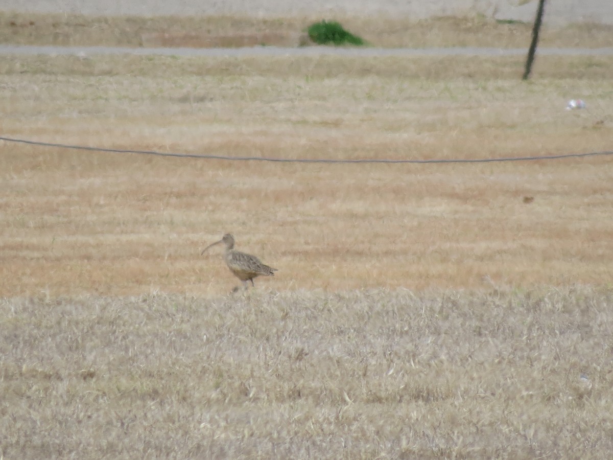 Long-billed Curlew - ML417366231