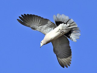 นกเต็มวัย - Jens Eriksen - ML417367261