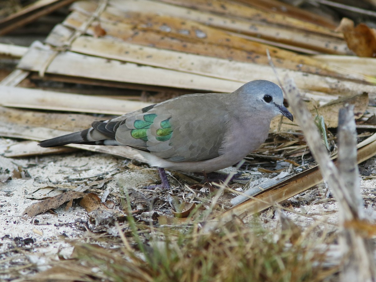 Emerald-spotted Wood-Dove - David Beadle