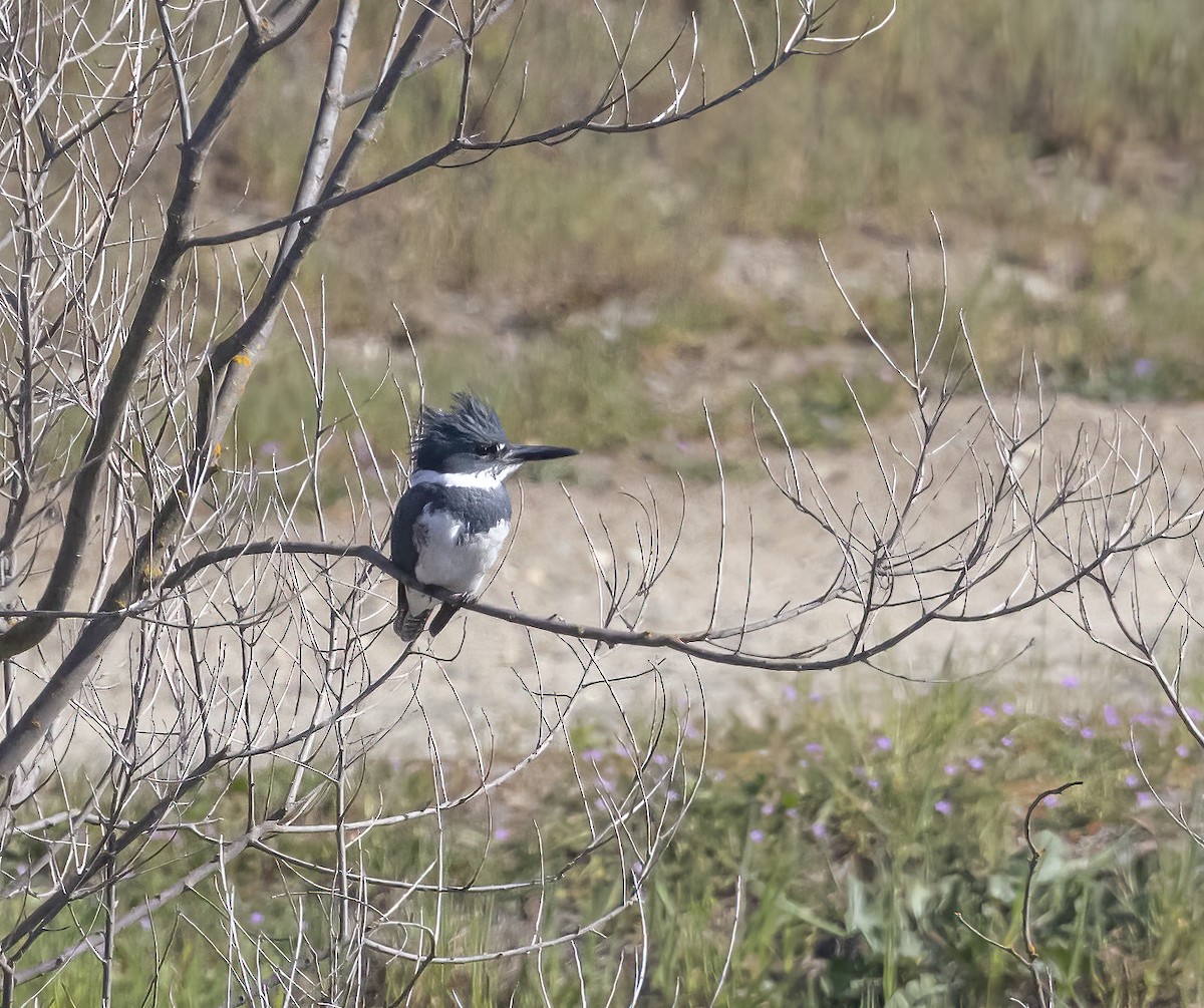 Belted Kingfisher - ML417368171