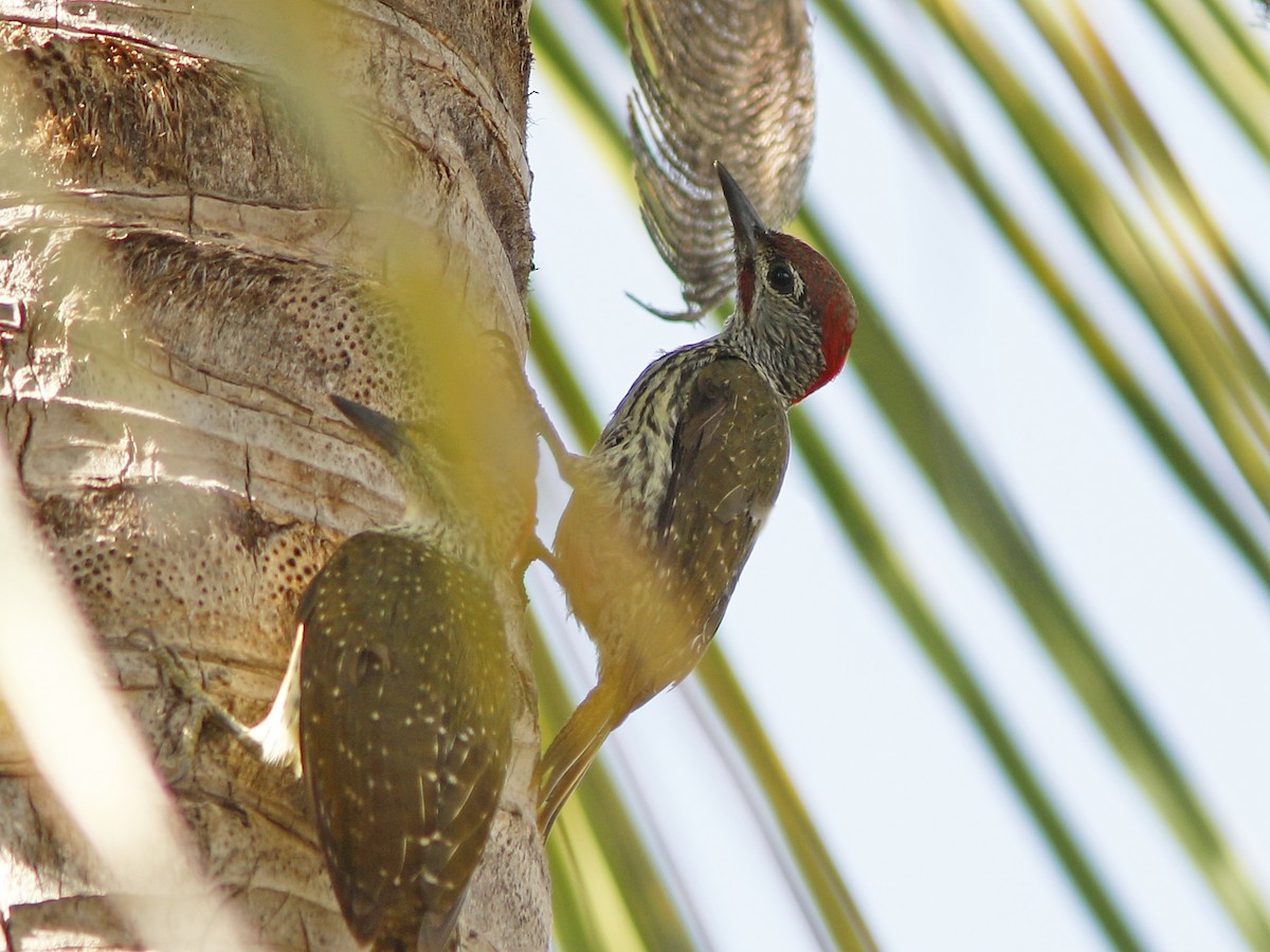 Mombasa Woodpecker - ML417369341