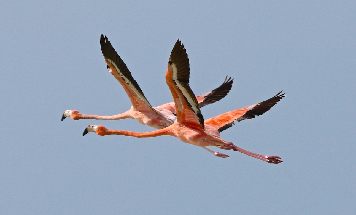 American Flamingo - Harold Brewer