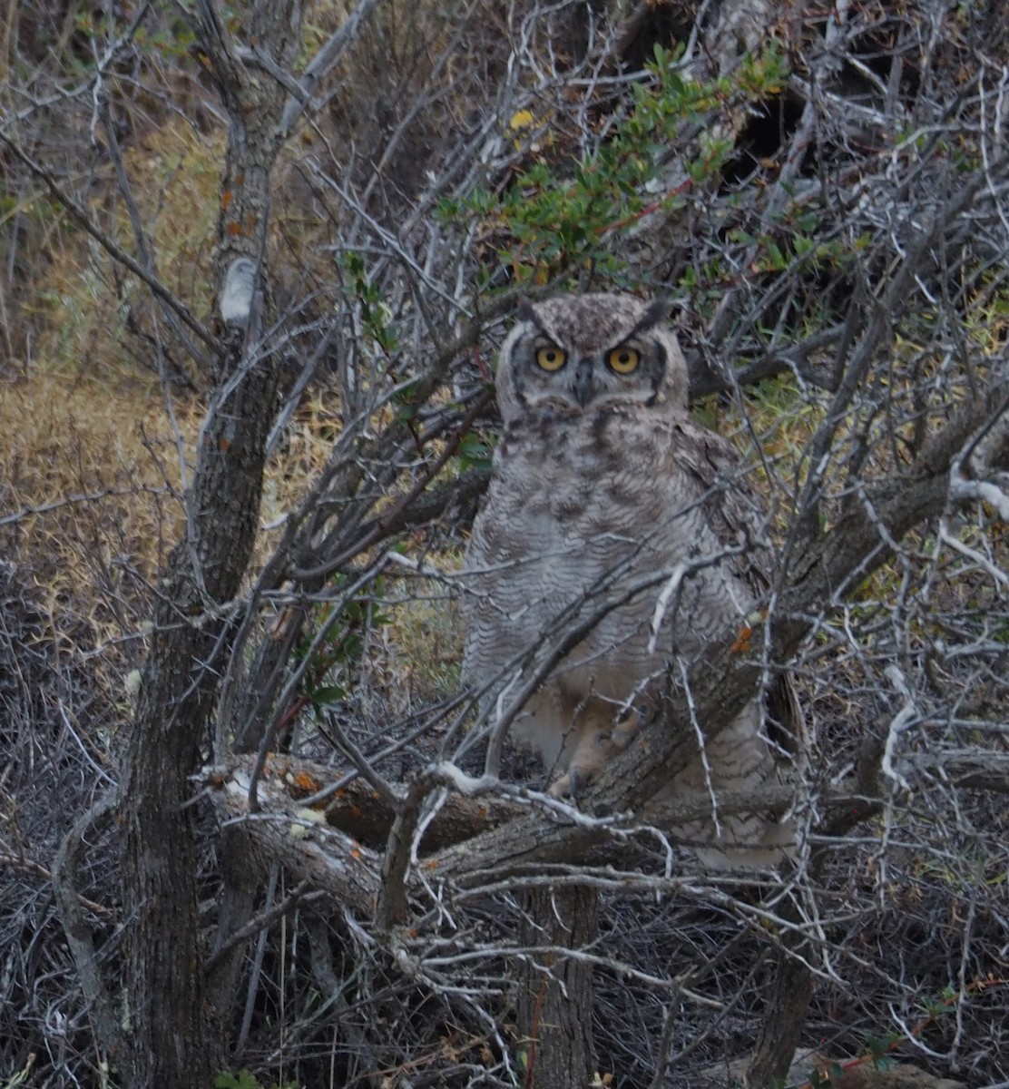 Lesser Horned Owl - ML417373161