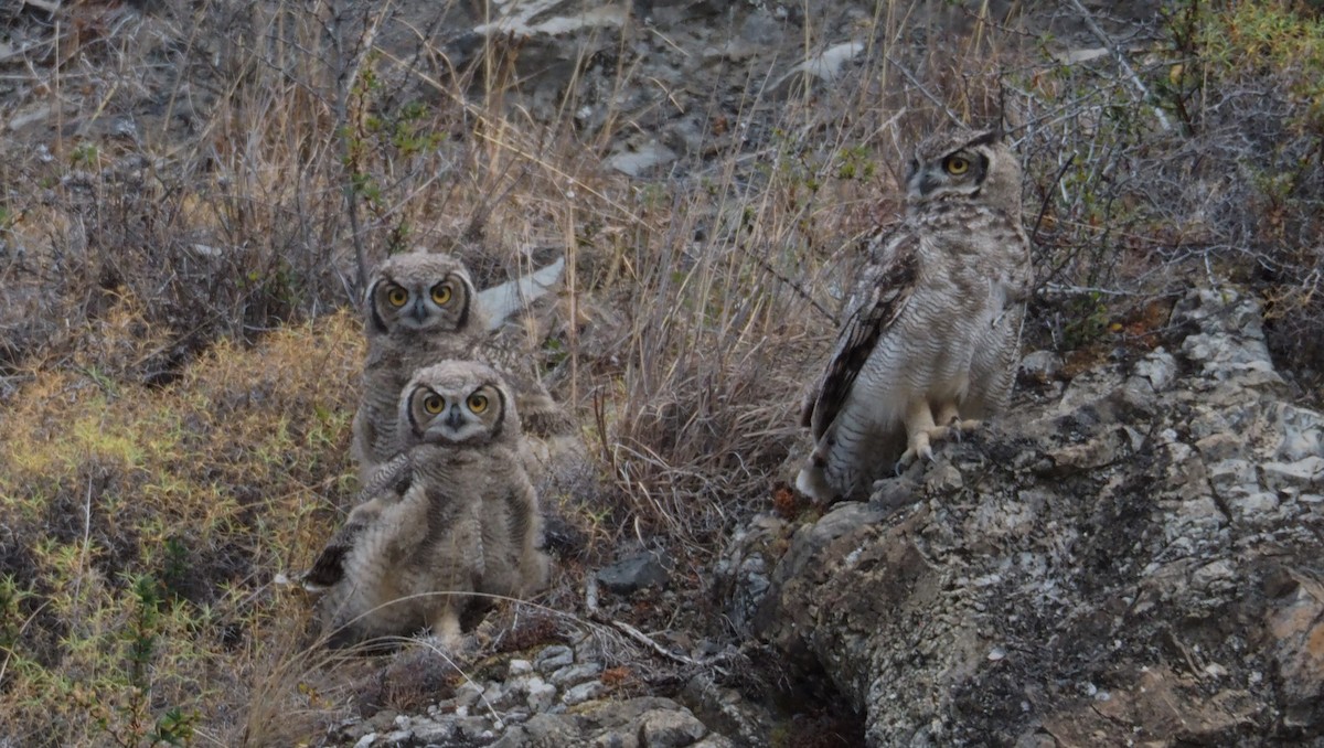Lesser Horned Owl - Nigel  Milius
