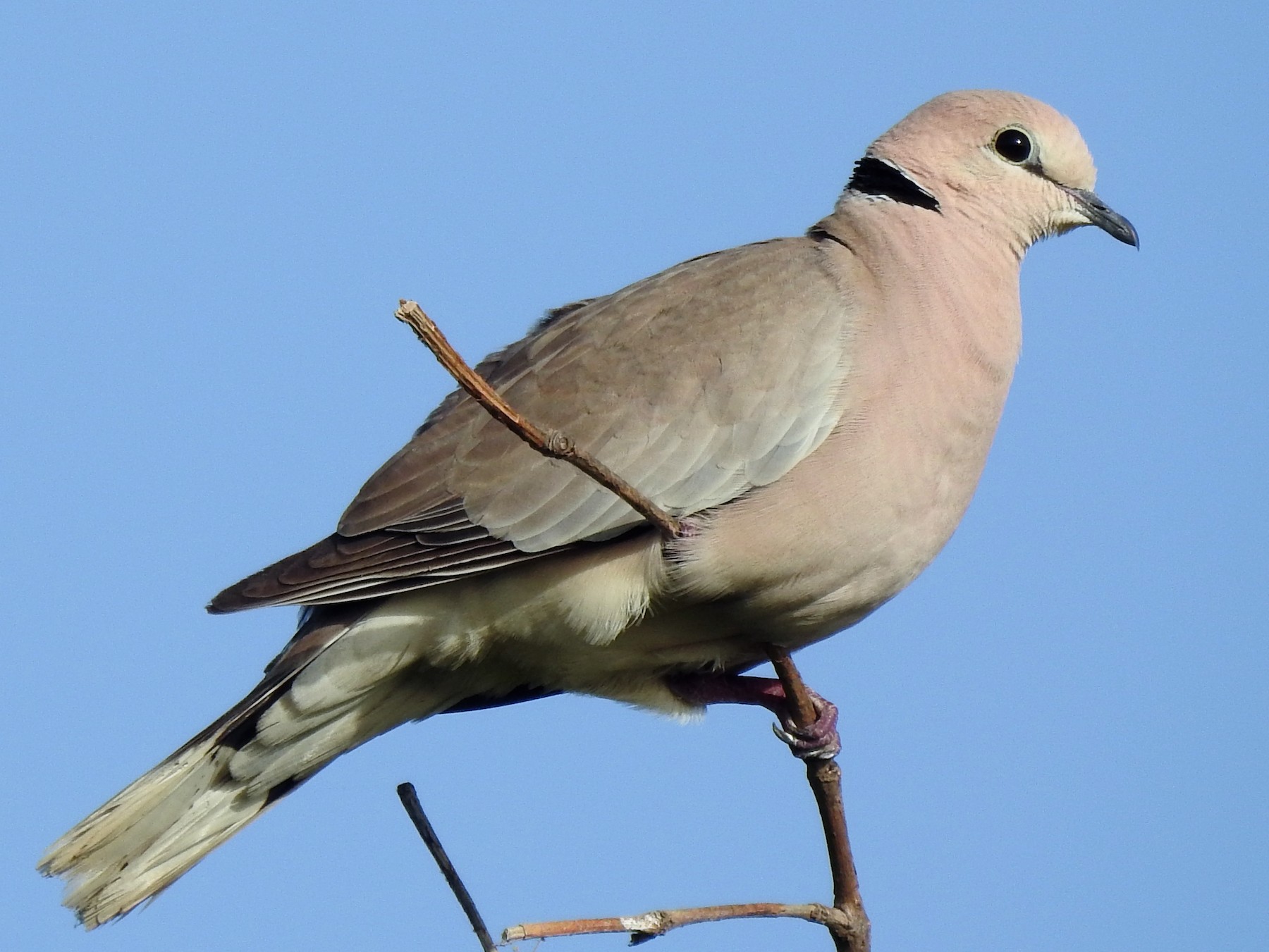 African Collared-Dove - Alex Henry