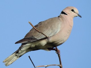  - African Collared-Dove