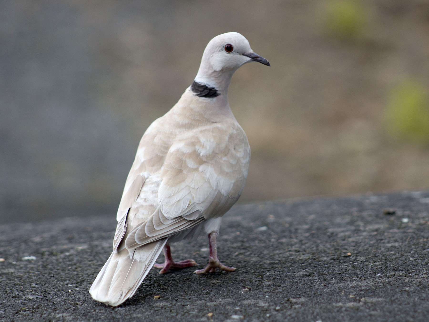 African Collared-Dove - Finn Davey