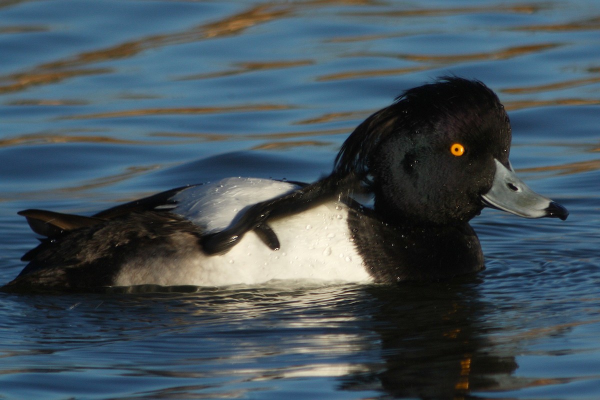 Tufted Duck - ML417374941