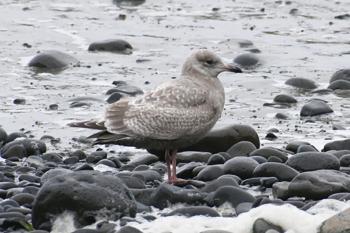 Iceland Gull (Thayer's) - ML417376211