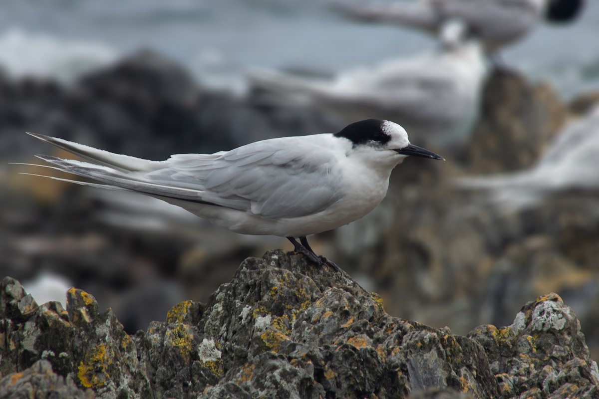 White-fronted Tern - ML417377821