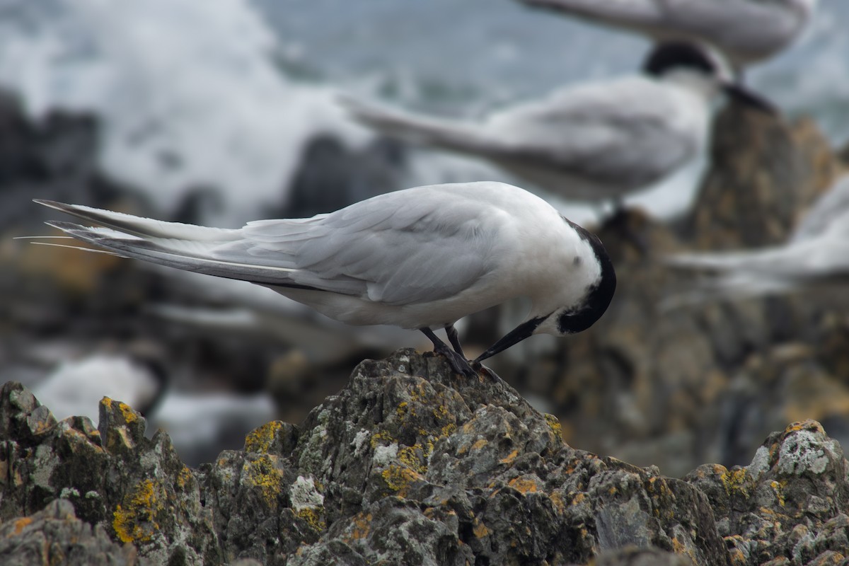 White-fronted Tern - ML417377841