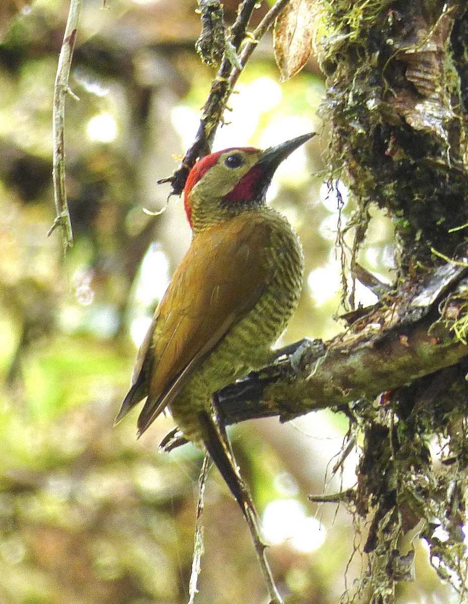 Golden-olive Woodpecker - Howie Nielsen
