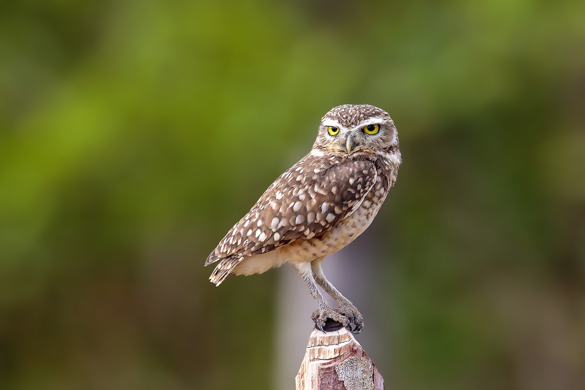 Burrowing Owl - ML417383441