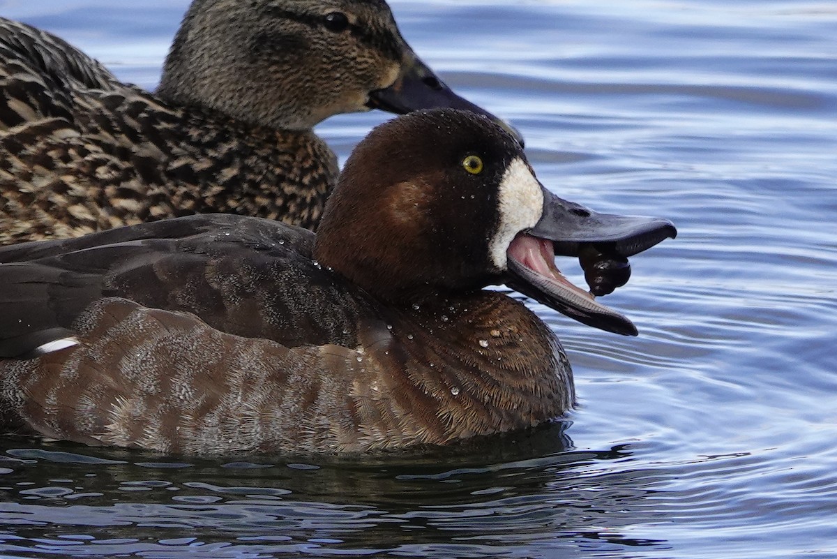 Greater Scaup - ML417384751